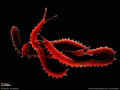 Tapeta National Geographic 529.jpg